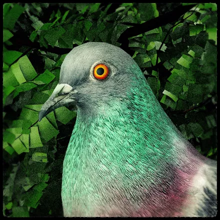 обложка 90x90 Pigeon: A Love Story