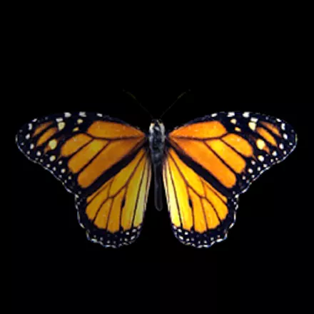постер игры Monarch: The Butterfly King