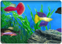 Front Cover for Fish Tycoon (Windows) (Shockwave release)