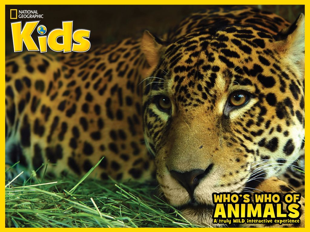 Who's Who Of Animals: A Truly Wild Interactive Experience Wallpaper (Wallpapers): B1024x768