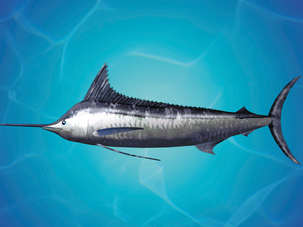 SEGA Marine Fishing Wallpaper (Official Sega Site): Blue Marlin