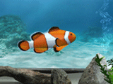 My Aquarium Screenshot (Nintendo.com)