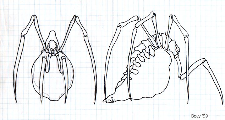 Diablo II Concept Art (Monster Artwork): Spider on Grid