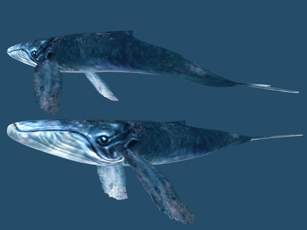 Ecco the Dolphin official promotional image - MobyGames