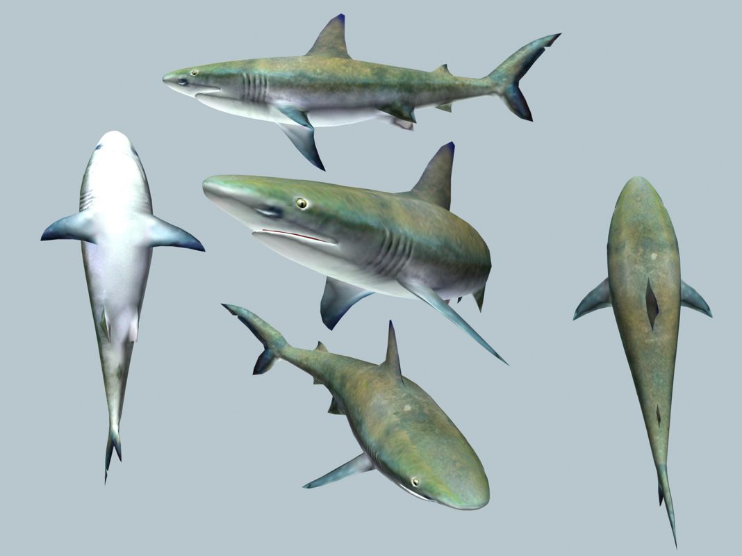 Ecco the Dolphin: Defender of the Future Render (SEGA Dreamcast Press Kit 2000): Reef Shark