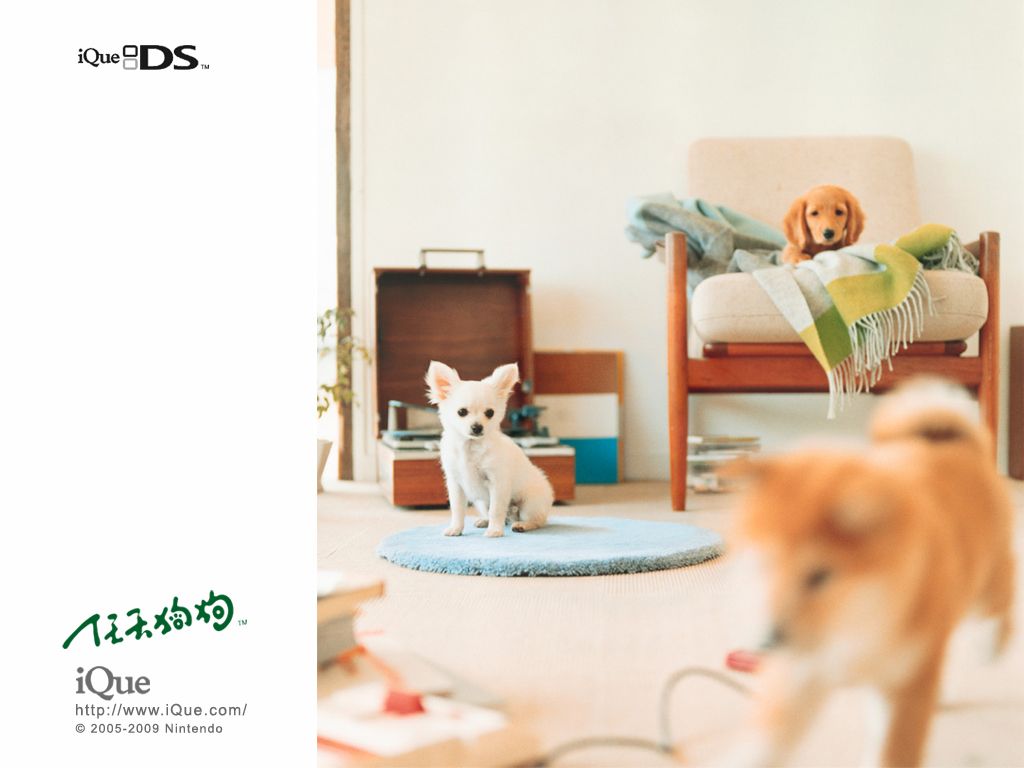 Nintendogs: Lab & Friends Wallpaper (Official Chinese Wallpapers): 1024x768