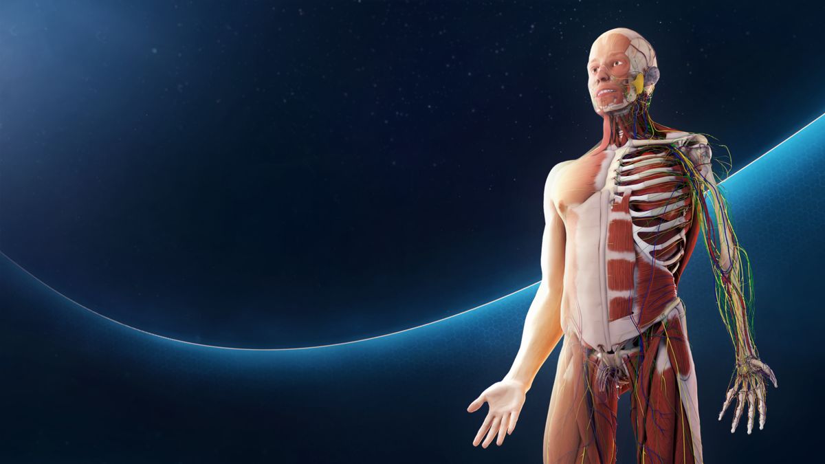 Human Anatomy VR official promotional image MobyGames