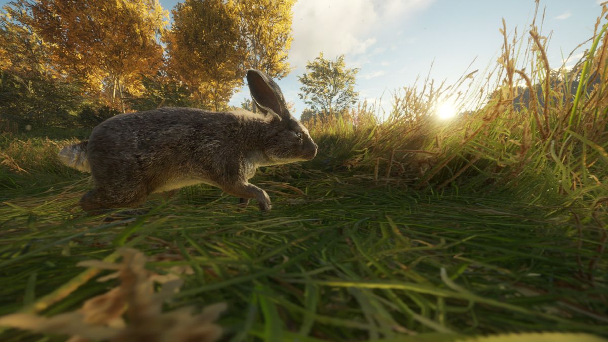 theHunter: Call of the Wild - Free Species: European Rabbit official promotional image - MobyGames theHunter: Call of the Wild - Free Species: European Rabbit official promotional image - MobyGames