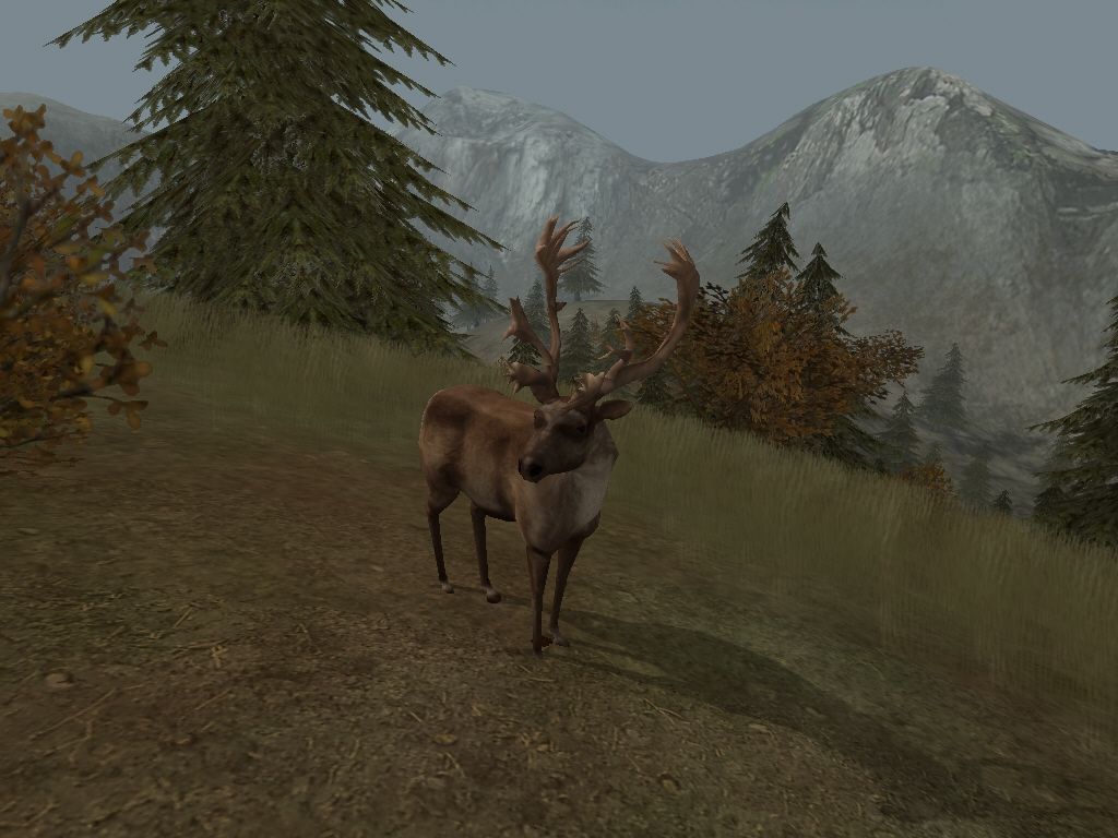 Cabela's Big Game Hunter 2004 (Windows) screenshot: Caribou is a very popular animal to hunt for