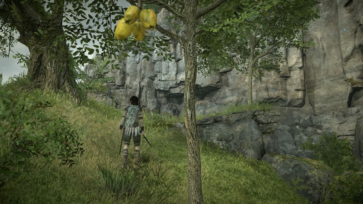 Shadow of the Colossus (PlayStation 4) screenshot: Collect fruit for a slight increase of maximum health