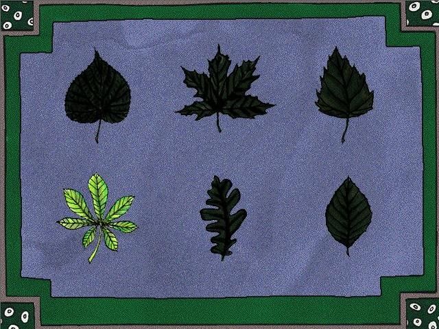 Millie Meter and Her Adventures in the Oak Tree (Windows) screenshot: Choose a leaf to represent you.