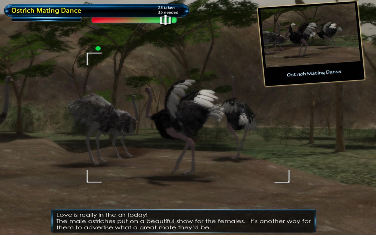 Safari Photo Africa: Wild Earth (Windows) screenshot: Two ostriches engaged in a courtship dance, each trying to win a favor of a female.