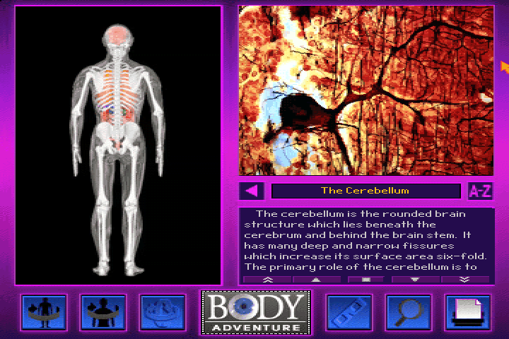 3-D Body Adventure (DOS) screenshot: More about the cerebellum