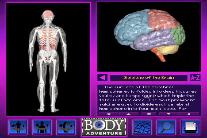 3-D Body Adventure (DOS) screenshot: And now more about the brain.