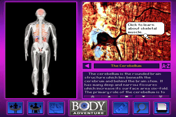 3-D Body Adventure (DOS) screenshot: For some reason you can get info about skeletal muscles from here.