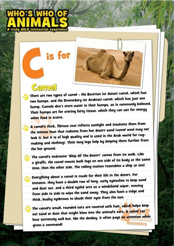 Who's Who Of Animals: A Truly Wild Interactive Experience (Windows) screenshot: This is one of the animal fact sheets that can be printed. Both these and the printable puzzles are in .pdf format.