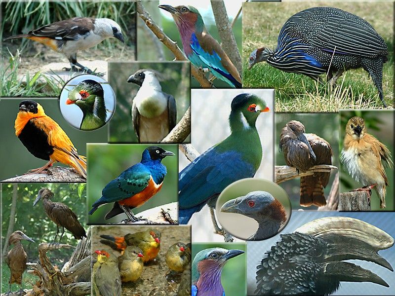 Animals of Africa (Windows) screenshot: A montage of African birds