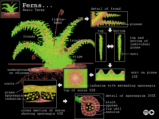 Biologica! (DOS) screenshot: Learning about plants and ferns