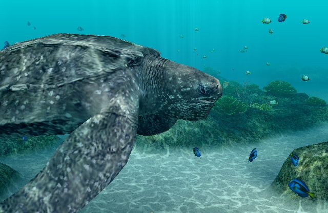 Endless Ocean: Blue World (Wii) screenshot: The largest turtle in the sea: the Leatherback.