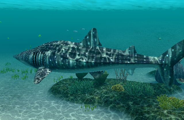 Endless Ocean: Blue World (Wii) screenshot: The largest fish in the sea: the harmless Whale Shark.