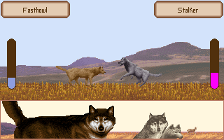 Wolf (DOS) screenshot: A fight for dominance in the pack
