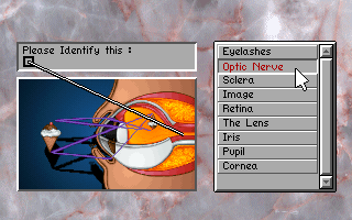 Bodyworks Voyager: Missions in Anatomy (DOS) screenshot: examine
