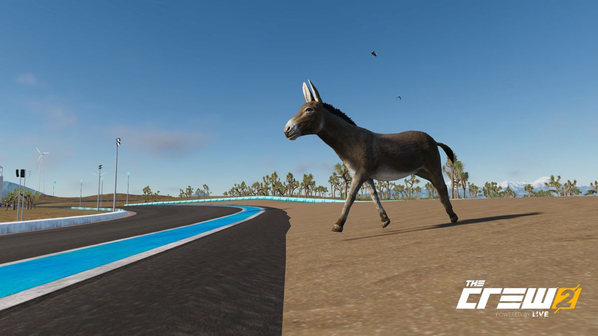 The Crew 2 (PlayStation 4) screenshot: A Donkey walking onto a racetrack. (Photo Mode)